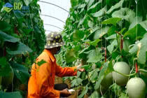 Tận dụng triệt để cơ hội để giải quyết bài toán nông nghiệp Việt Nam thời 4.0