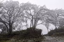 Đỉnh Phja Oắc, Mẫu Sơn, Mèo Vạc kỳ ảo trong băng giá