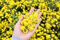 Cúc hoa chữa nhức đầu, cao huyết áp