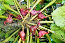  Củ ấu phòng chống ung thư