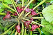  Củ ấu phòng chống ung thư