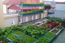 Các yếu tố cần thiết của vườn rau