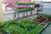 Các yếu tố cần thiết của vườn rau