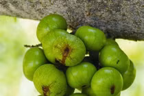 Quả sung trị viêm họng