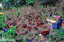  Cẩn thận mua nhầm đào Thất Thốn lai