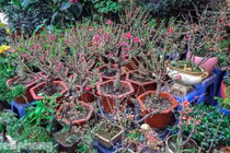  Cẩn thận mua nhầm đào Thất Thốn lai