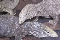 Món ăn bài thuốc từ kỳ đà