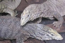 Món ăn bài thuốc từ kỳ đà