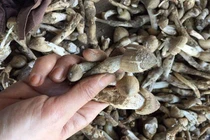 Cẩn thận nấm mối