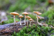 Con đường gây ảo giác của “nấm ma thuật”