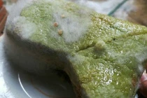 Nấm mốc – mối hiểm họa với sức khỏe