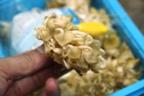 Rước bệnh vì chăm nấm tại nhà