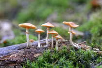 Con đường gây ảo giác của “nấm ma thuật”