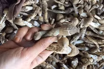 Cẩn thận nấm mối