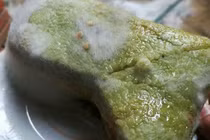 Nấm mốc – mối hiểm họa với sức khỏe