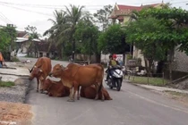 Va phải bò, lao xuống ruộng