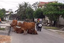Va phải bò, lao xuống ruộng