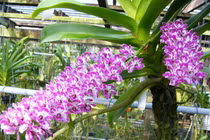 Bật mí 6 loại hoa lan chơi Tết cực “chuẩn”