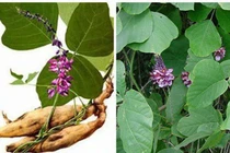 Phương thuốc từ thảo dược chữa bệnh gan do rượu