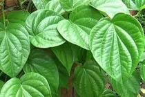 Lá trầu không trị hôi miệng