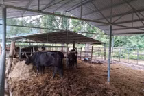 Giống bò tót lai không có giá trị khoa học