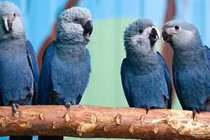 Sự thực gây sốc về loài vẹt nổi tiếng trong phim Rio