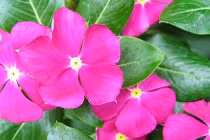 Tăng huyết áp vì bỏ thuốc Tây uống dừa cạn