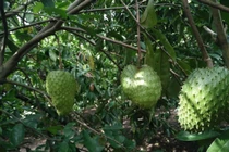 Vỏ cây mãng cầu xiêm chống lão hóa