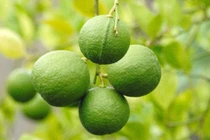 Khám phá thú vị giống chanh bông tím nổi tiếng miền Tây