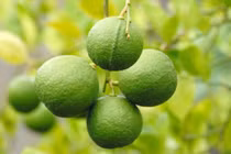 Khám phá thú vị giống chanh bông tím nổi tiếng miền Tây