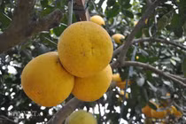 Khám phá thú vị giống bưởi tôm vàng “đệ nhất bưởi” Việt Nam