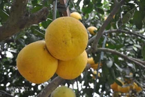 Khám phá thú vị giống bưởi tôm vàng “đệ nhất bưởi” Việt Nam