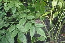 Chiết xuất thuốc trừ sâu từ thực vật