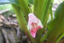 Ngải bún có thể ngừa Covid-19?