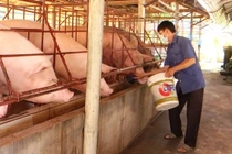 Giá lợn hơi xuống thấp, người chăn nuôi đang thua lỗ nặng