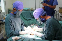 Yếu tố trồng lại chi thể đứt rời thành công