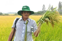 Gạo ngon ST25 bị làm giả, rà soát các cơ sở liên quan