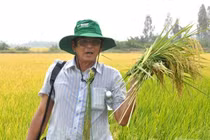 Gạo ngon ST25 bị làm giả, rà soát các cơ sở liên quan