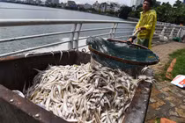 Cá Hồ Tây chết trắng có thể do tảo độc