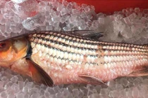 Nồi cá chài sóc có giá đến 12 triệu đồng ăn Tết