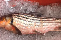 Nồi cá chài sóc có giá đến 12 triệu đồng ăn Tết