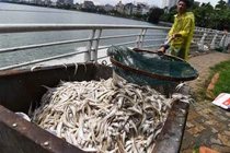Cá Hồ Tây chết trắng có thể do tảo độc