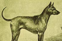 Đi tìm chuỗi gen đặc trưng của chó Phú Quốc