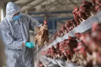 Xuất hiện cúm A (H5N8): Cần cảnh giác và thực hiện phòng bệnh