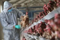 Xuất hiện cúm A (H5N8): Cần cảnh giác và thực hiện phòng bệnh