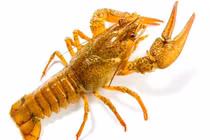 Sử dụng vỏ tôm càng để tích trữ năng lượng