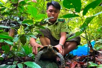 Nhờ công tác tuyên truyền, vận động, một người dân ở thị trấn Đồng Lê, huyện Tuyên Hóa (Quảng Bình) đã tự nguyện giao nộp cho Hạt Kiểm lâm huyện Tuyên Hóa 3 cá thể rùa núi viền.