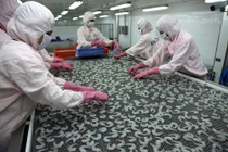  Kỳ vọng xuất khẩu tôm tăng trưởng tốt trong năm tới