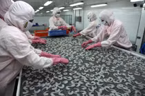  Kỳ vọng xuất khẩu tôm tăng trưởng tốt trong năm tới