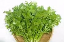 Lá mùi chữa bệnh